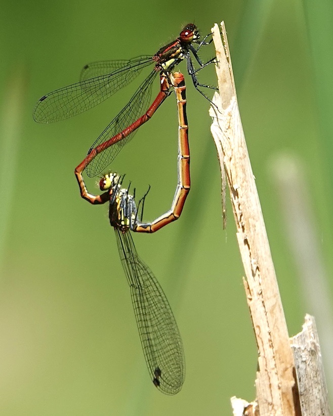 large red damselfly